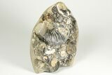 Iridescent Ammonite (Deshayesites & Aconeceras) Cluster - Russia #207463-4